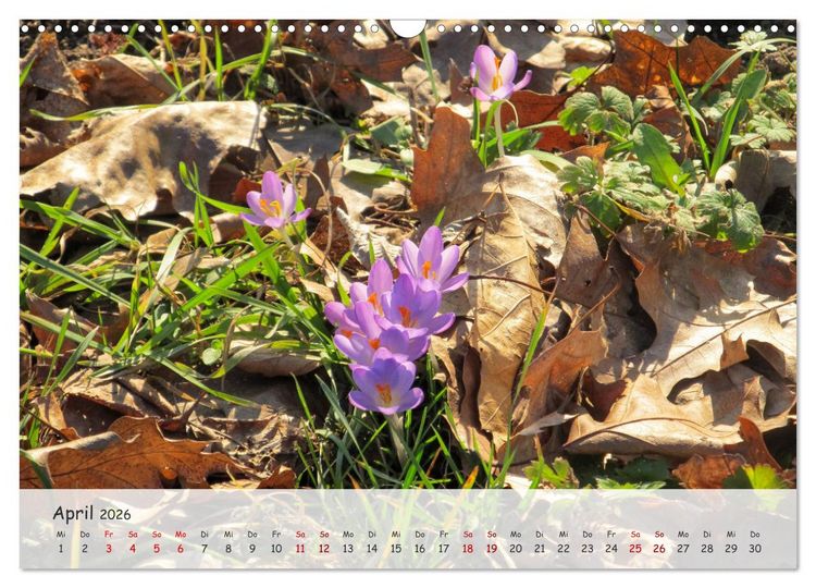 Produktbild: Vier Jahreszeiten - Eine Welt (Wandkalender 2026 DIN A3 quer), CALVENDO Monatskalender