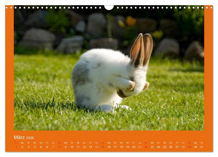 Produktbild: Tierkinder (Wandkalender 2026 DIN A3 quer), CALVENDO Monatskalender