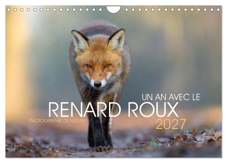 Produktbild: Un an avec le renard roux (Calendrier mural 2027 DIN A4 vertical), CALVENDO calendrier mensuel