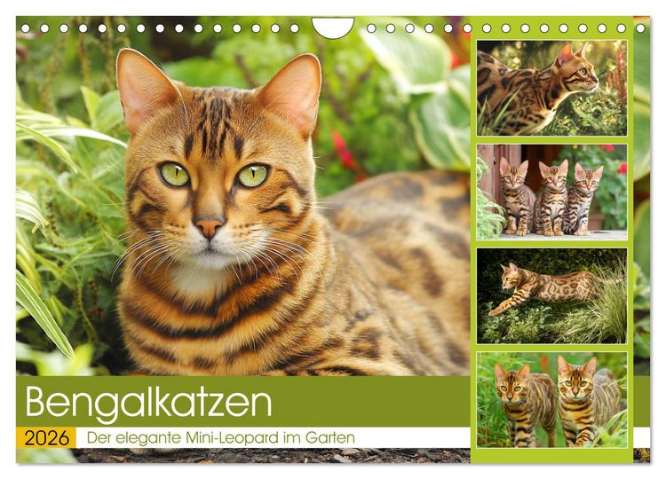 Produktbild: Bengalkatzen. Der elegante Mini-Leopard im Garten (Wandkalender 2026 DIN A4 quer), CALVENDO Monatskalender