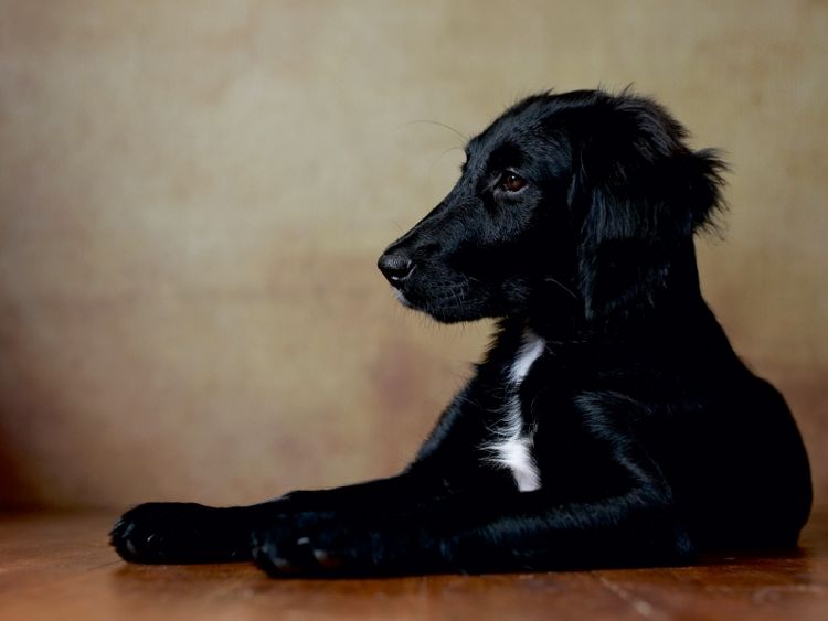 Produktbild: CALVENDO Puzzle Hazel - Retriever x Labrador x M&uuml;nsterl&auml;nder-Mix, 14 Wochen 1000 Teile Puzzle quer | 1000 Teile Lege-Gr&ouml;&szlig;e 64 &times; 48 cm Foto-Puzzle f&uuml;r gl&uuml;ckliche Stunden