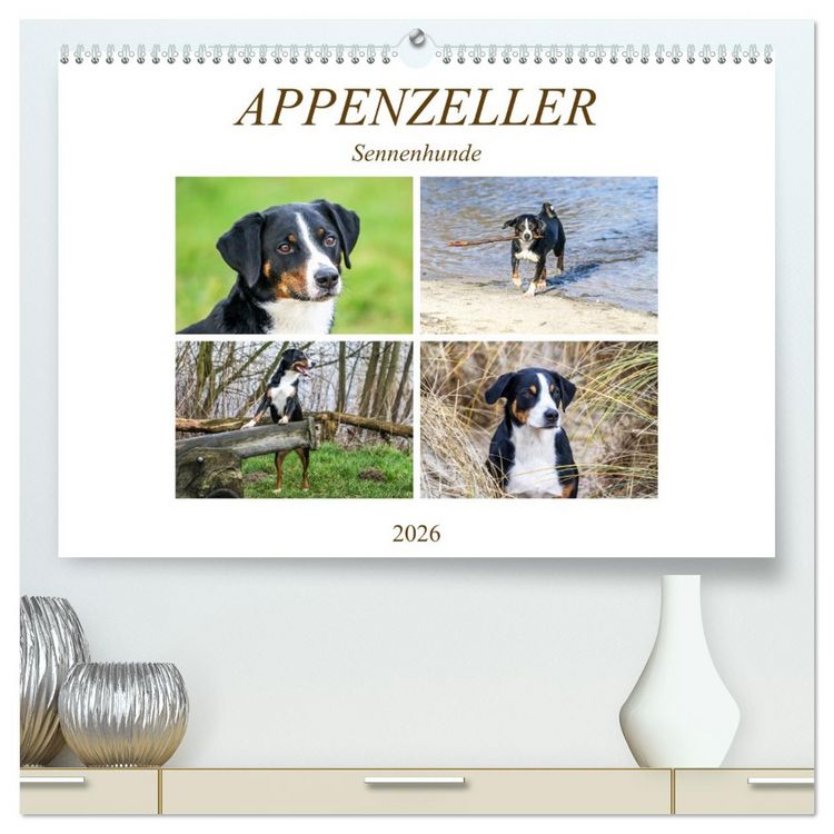 Produktbild: Appenzeller Sennenhunde (hochwertiger Premium Wandkalender 2026 DIN A2 quer), Kunstdruck in Hochglanz
