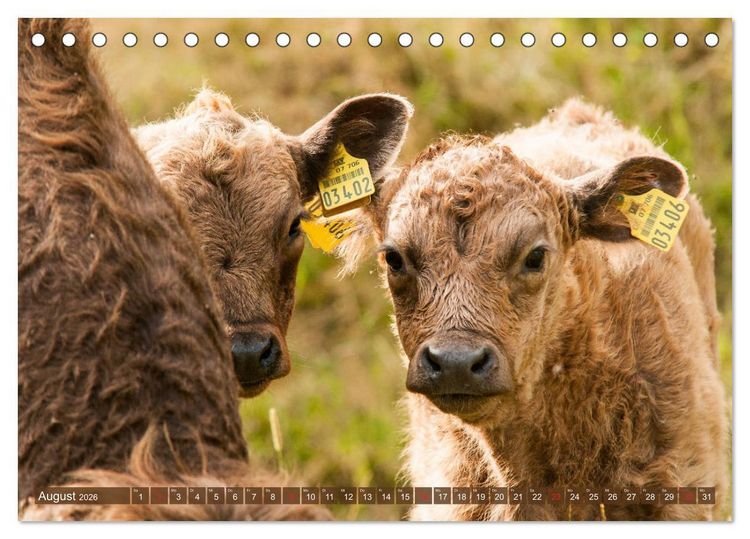 Produktbild: Galloway K&auml;lbchen - Liebenswert und lockig (Tischkalender 2026 DIN A5 quer), CALVENDO Monatskalender