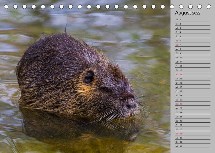 Produktbild: Nutrias (Myocastor coypus) (Tischkalender 2022 DIN A5 quer)