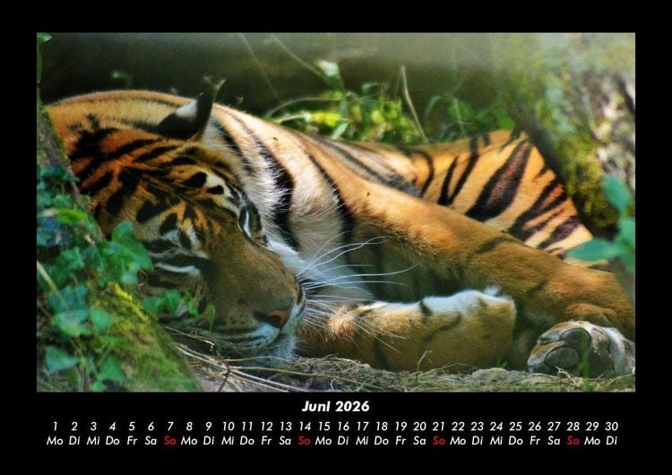 Produktbild: Tiger 2026 Fotokalender DIN A3