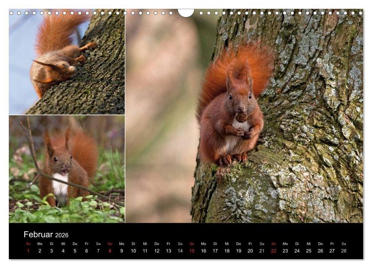 Produktbild: Wilde Eichh&ouml;rnchenwelt! (Wandkalender 2026 DIN A3 quer), CALVENDO Monatskalender