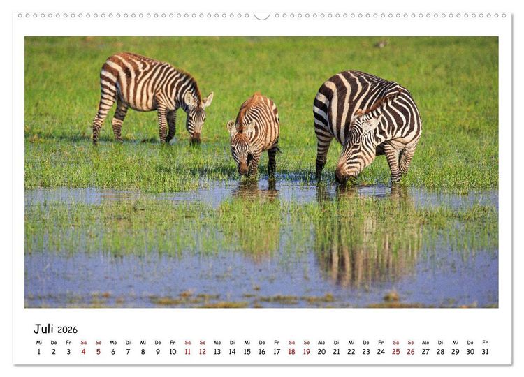 Produktbild: Tierparadies Kenia (Wandkalender 2026 DIN A2 quer), CALVENDO Monatskalender