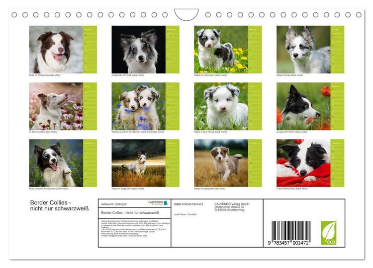 Produktbild: Border Collies - nicht nur schwarzwei&szlig; (Wandkalender 2026 DIN A4 quer), CALVENDO Monatskalender