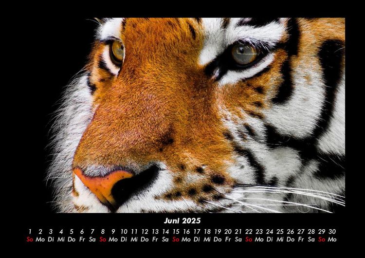 Produktbild: Tiger 2025 Fotokalender DIN A3