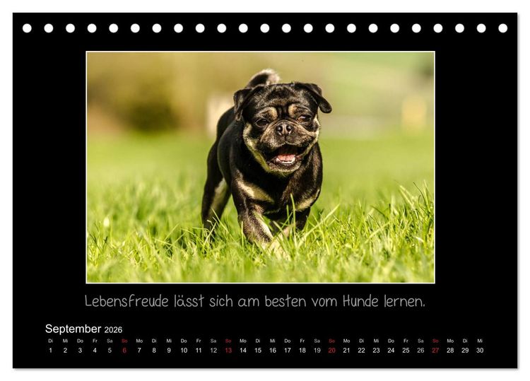 Produktbild: M&ouml;pse 2026 (Tischkalender 2026 DIN A5 quer), CALVENDO Monatskalender