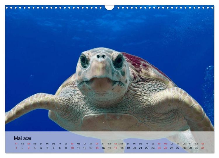 Produktbild: Meeresschildkr&ouml;ten. Nomaden der Ozeane (Wandkalender 2026 DIN A3 quer), CALVENDO Monatskalender