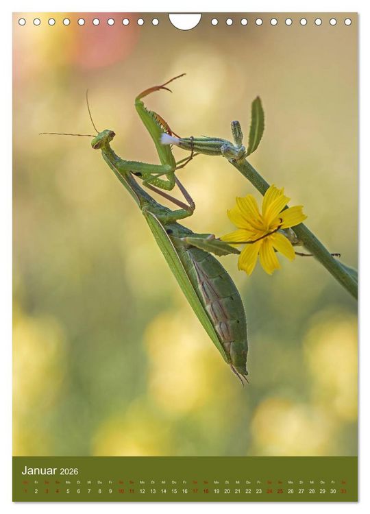 Produktbild: Die Gottesanbeterin. R&auml;uber der Insektenwelt. (Wandkalender 2026 DIN A4 hoch), CALVENDO Monatskalender