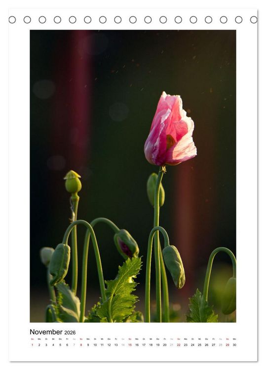 Produktbild: Zauber der Mohnbl&uuml;te (Tischkalender 2026 DIN A5 hoch), CALVENDO Monatskalender