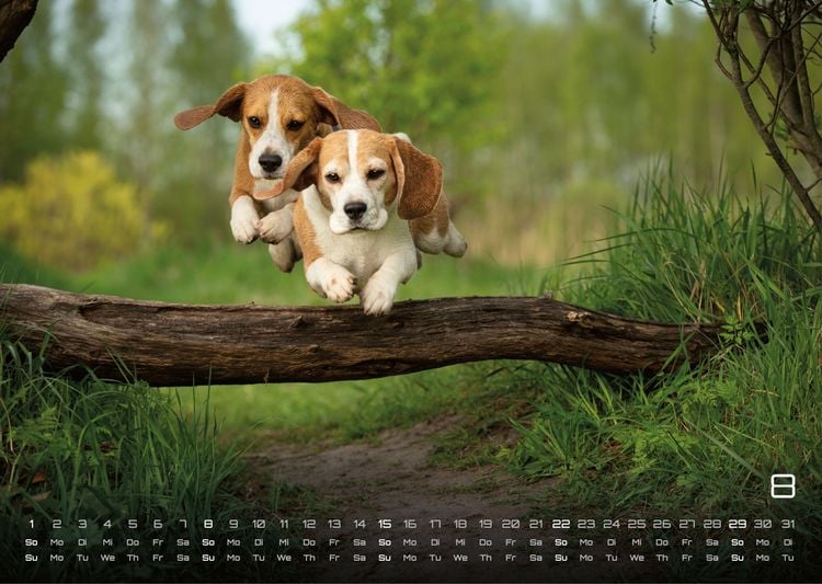 Produktbild: Wuff - Unsere Vierbeiner - Der Hundekalender - 2027 - Kalender DIN A3