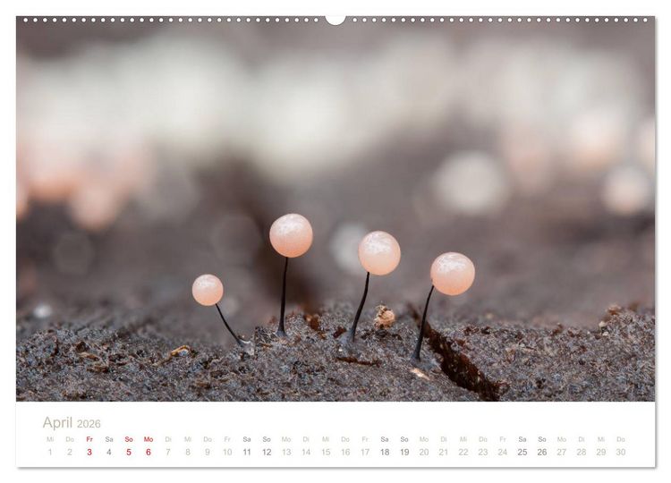Produktbild: FASZINATION PILZE 2026 (Wandkalender 2026 DIN A2 quer), CALVENDO Monatskalender