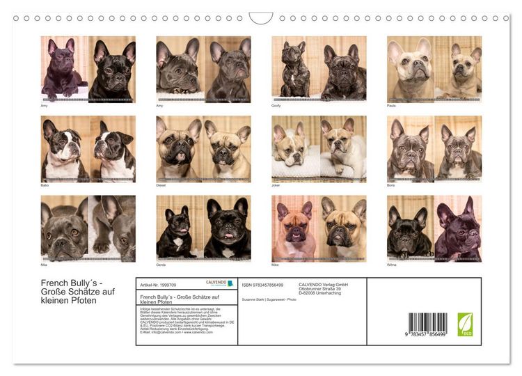 Produktbild: French Bully&acute;s - Gro&szlig;e Sch&auml;tze auf kleinen Pfoten (Wandkalender 2026 DIN A3 quer), CALVENDO Monatskalender