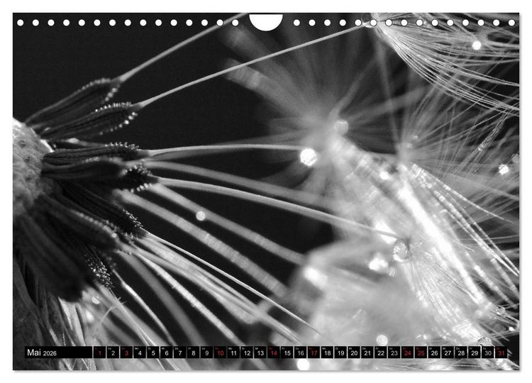 Produktbild: Pusteblume - Impressionen in schwarzwei&szlig; (Wandkalender 2026 DIN A4 quer), CALVENDO Monatskalender