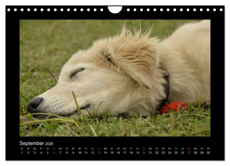 Produktbild: Bitte nicht st&ouml;ren... hier tr&auml;umen Tiere (Wandkalender 2026 DIN A4 quer), CALVENDO Monatskalender
