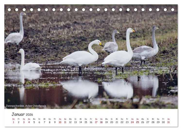 Produktbild: Emsland Impressionen (Tischkalender 2026 DIN A5 quer), CALVENDO Monatskalender
