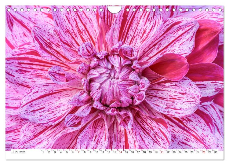 Produktbild: Dahlien-Kronen (Wandkalender 2026 DIN A4 quer), CALVENDO Monatskalender