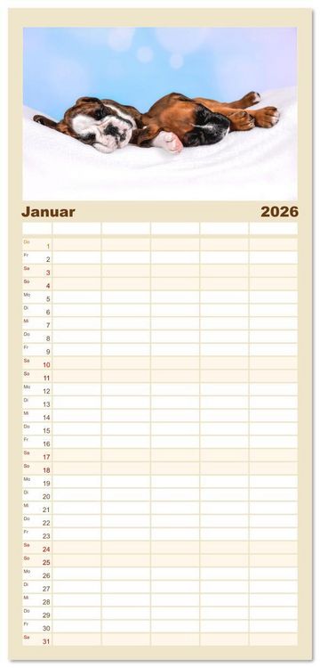 Produktbild: Familienplaner 2026 - Boxer Welpen einfach zuckers&uuml;&szlig; mit 5 Spalten (Wandkalender, 21 x 45 cm) CALVENDO