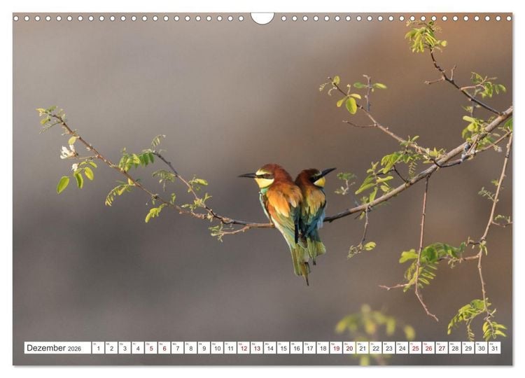 Produktbild: Bunte Flieger (Wandkalender 2026 DIN A3 quer), CALVENDO Monatskalender
