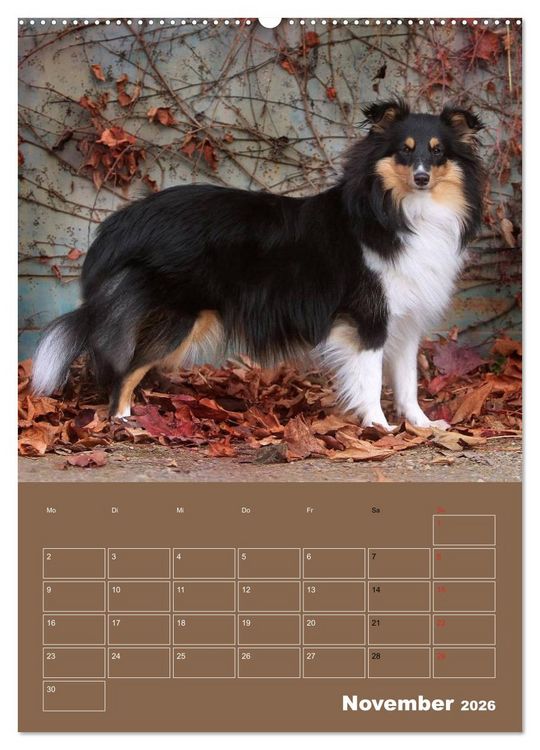Produktbild: SHELTIES Herzensbrecher auf 4 Pfoten (Wandkalender 2026 DIN A2 hoch), CALVENDO Monatskalender