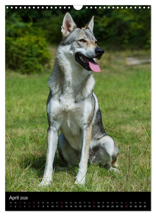 Produktbild: Faszination Wolfhund (Wandkalender 2026 DIN A3 hoch), CALVENDO Monatskalender