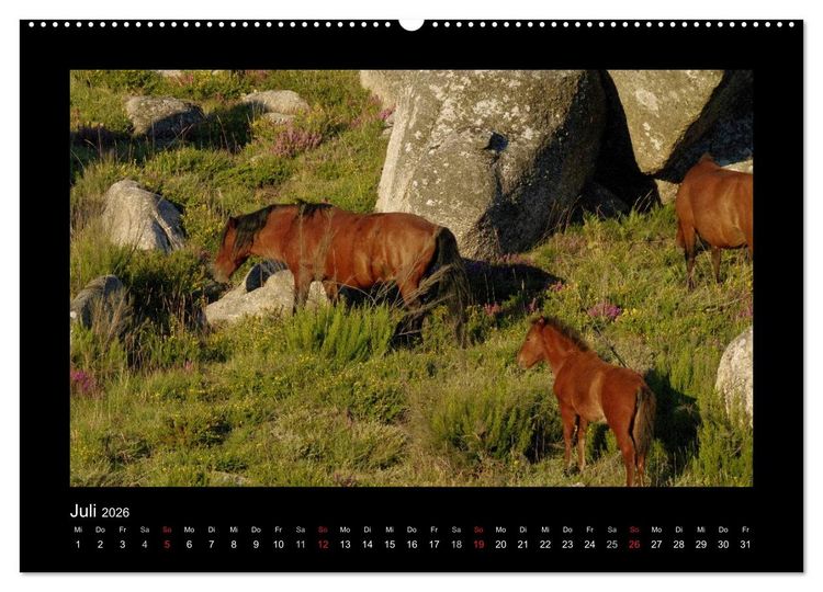 Produktbild: Garranos - Bedrohte Wildpferde Europas (hochwertiger Premium Wandkalender 2026 DIN A2 quer), Kunstdruck in Hochglanz