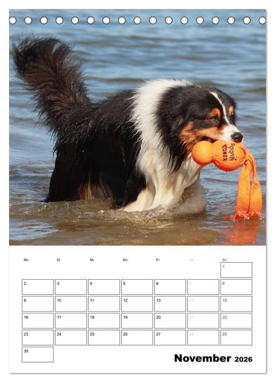 Produktbild: Australian Shepherd (Tischkalender 2026 DIN A5 hoch), CALVENDO Monatskalender