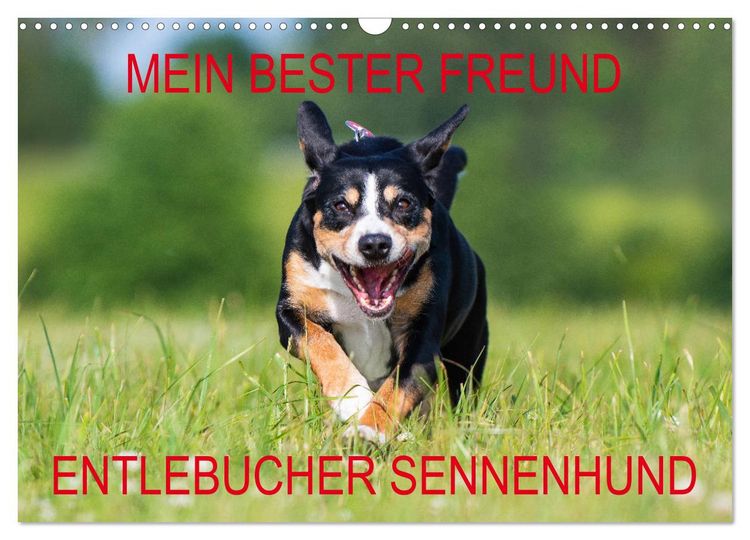 Produktbild: Mein bester Freund - Entlebucher Sennenhund (Wandkalender 2026 DIN A3 quer), CALVENDO Monatskalender
