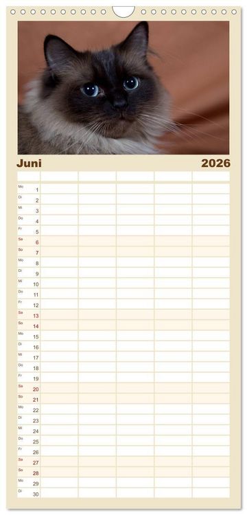 Produktbild: Familienplaner 2026 - Ragdolls mit 5 Spalten (Wandkalender, 21 x 45 cm) CALVENDO