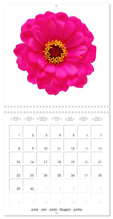 Produktbild: Beautiful Zinnias (Wall Calendar 2026 12 &times; 12 Inch) CALVENDO 12 Month Wall Calendar
