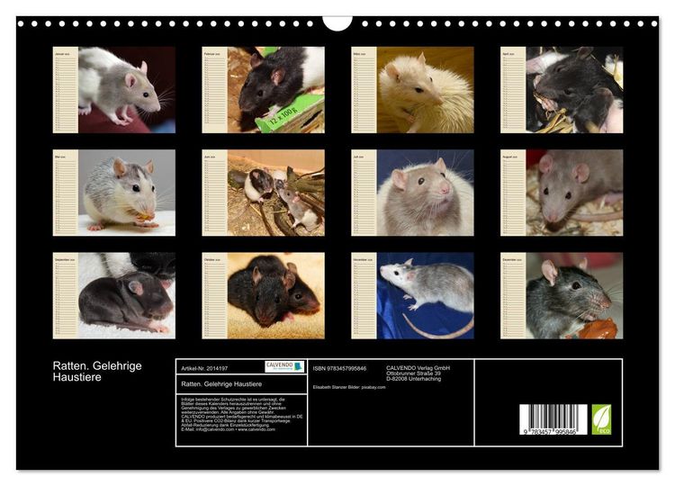 Produktbild: Ratten. Gelehrige Haustiere (Wandkalender 2026 DIN A3 quer), CALVENDO Monatskalender