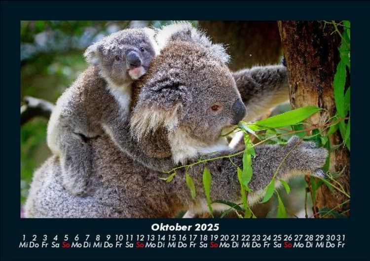 Produktbild: Der Tierkalender 2025 Fotokalender DIN A5