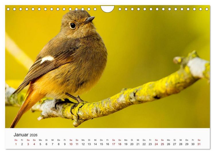 Produktbild: V&ouml;gel - Die K&ouml;nige der L&uuml;fte (Wandkalender 2026 DIN A4 quer), CALVENDO Monatskalender
