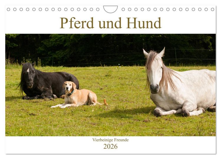 Produktbild: Pferd und Hund - Vierbeinige Freunde (Wandkalender 2026 DIN A4 quer), CALVENDO Monatskalender