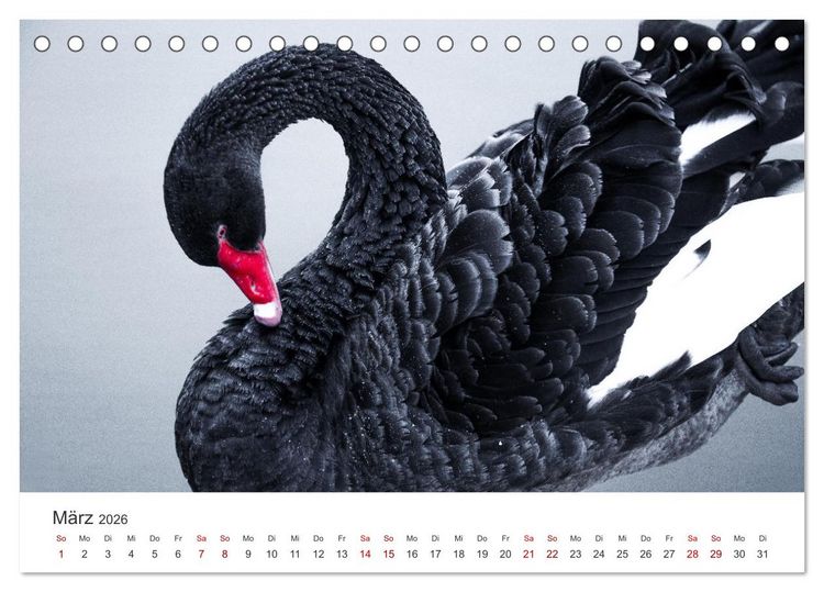 Produktbild: Schw&auml;ne - Prachtvolle Federkleider. (Tischkalender 2026 DIN A5 quer), CALVENDO Monatskalender