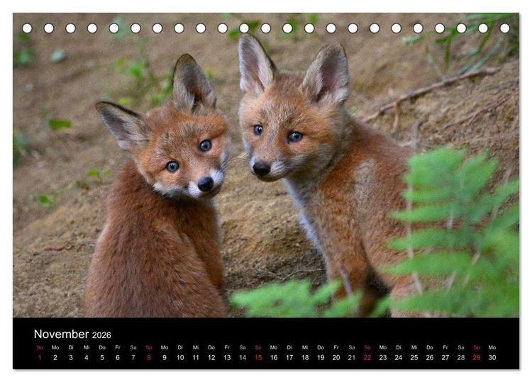 Produktbild: Ein Blick in Reinekes Kinderstube (Tischkalender 2026 DIN A5 quer), CALVENDO Monatskalender