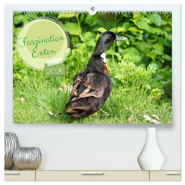 Produktbild: Faszination Enten (hochwertiger Premium Wandkalender 2026 DIN A2 quer), Kunstdruck in Hochglanz