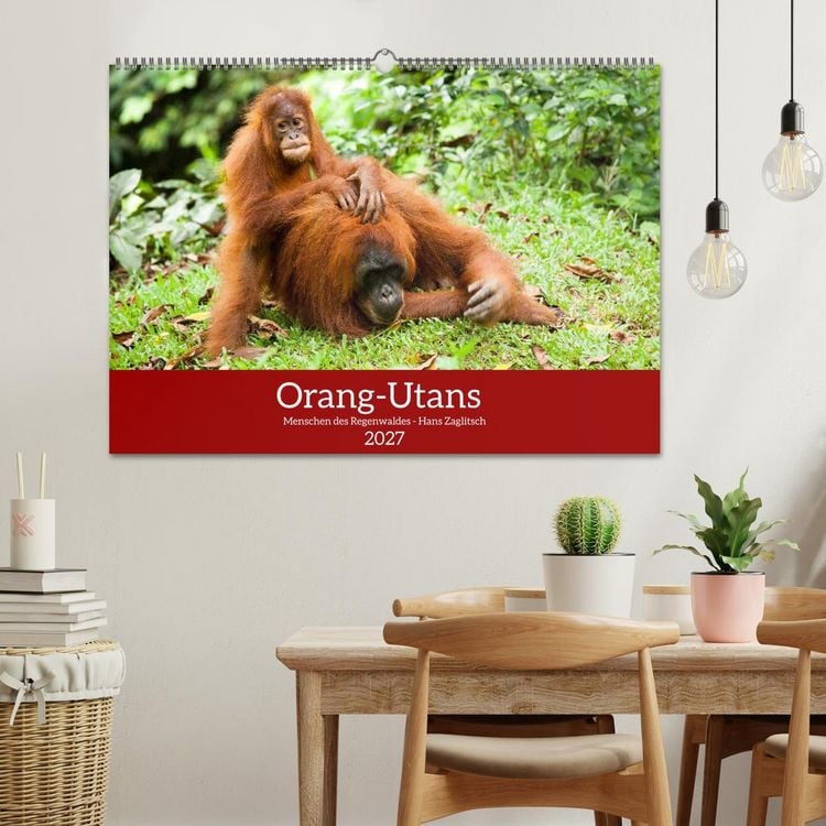 Produktbild: Orang-Utans - Menschen des Regenwaldes (Wandkalender 2027 DIN A2 quer), CALVENDO Monatskalender