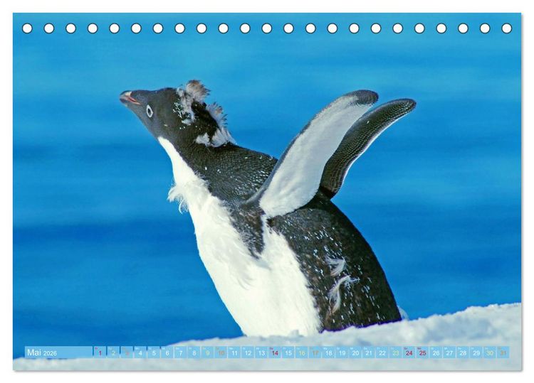 Produktbild: Pinguine: Gehupft wie gesprungen (Tischkalender 2026 DIN A5 quer), CALVENDO Monatskalender