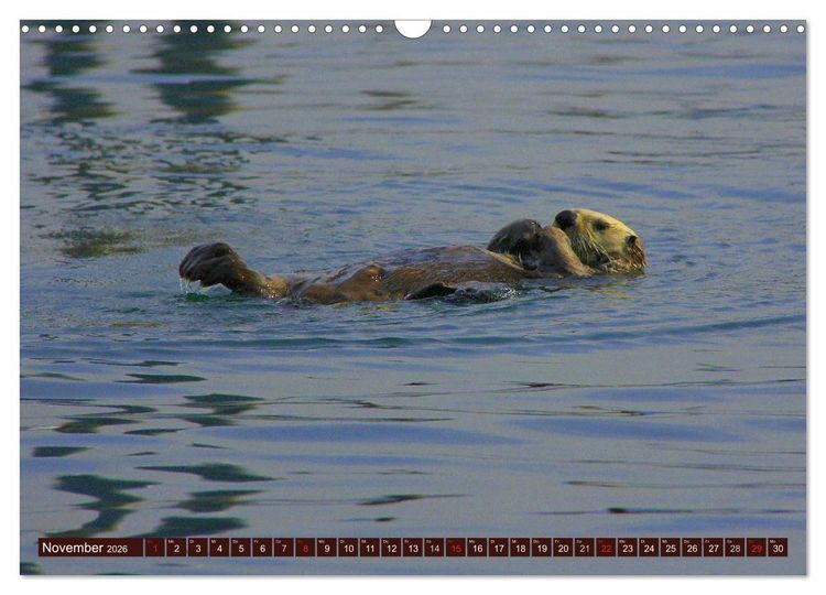 Produktbild: Otter. Frech, laut und clever (Wandkalender 2026 DIN A3 quer), CALVENDO Monatskalender