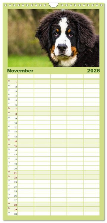 Produktbild: Familienplaner 2026 - Berner Sennenhund Welpen - Bezaubernde Pl&uuml;schb&auml;rchen mit 5 Spalten (Wandkalender, 21 x 45 cm) CALVENDO