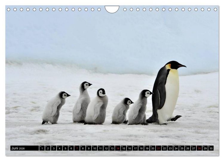 Produktbild: Pinguine - Watscheln im festlichen Kleid (Wandkalender 2026 DIN A4 quer), CALVENDO Monatskalender