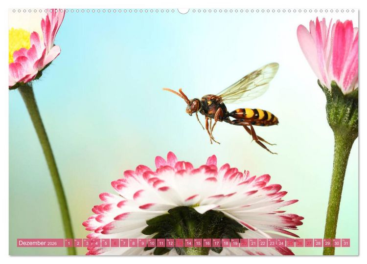 Produktbild: Sechs Beine in der Luft - Wildbienen im Flug (hochwertiger Premium Wandkalender 2026 DIN A2 quer), Kunstdruck in Hochglanz