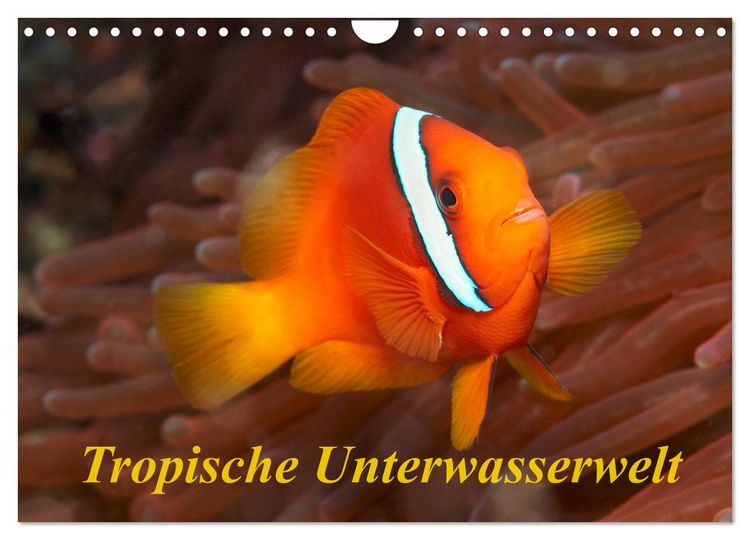 Produktbild: Tropische Unterwasserwelt (Wandkalender 2026 DIN A4 quer), CALVENDO Monatskalender