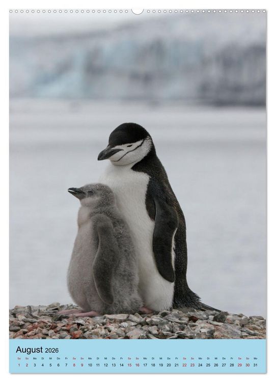 Produktbild: Antarktis - Das Gebiet der Pinguine (Wandkalender 2026 DIN A2 hoch), CALVENDO Monatskalender