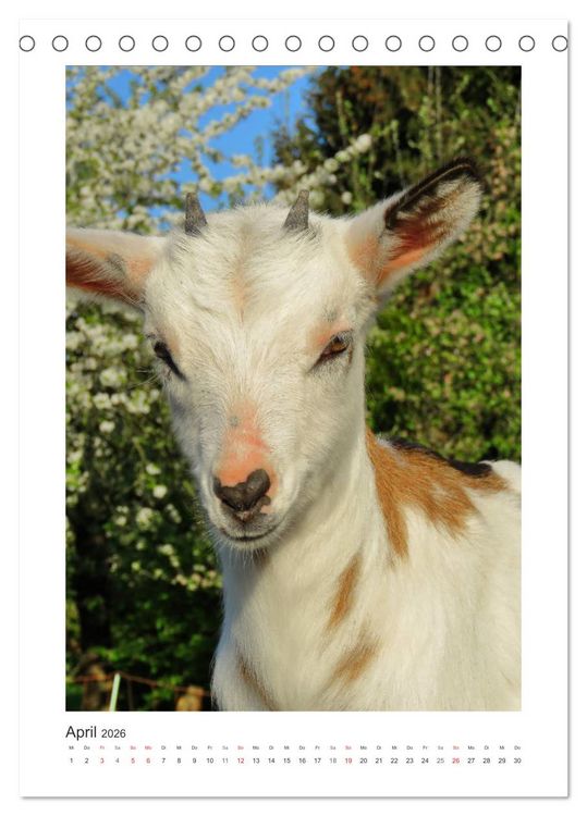 Produktbild: Ziegenportraits (Tischkalender 2026 DIN A5 hoch), CALVENDO Monatskalender