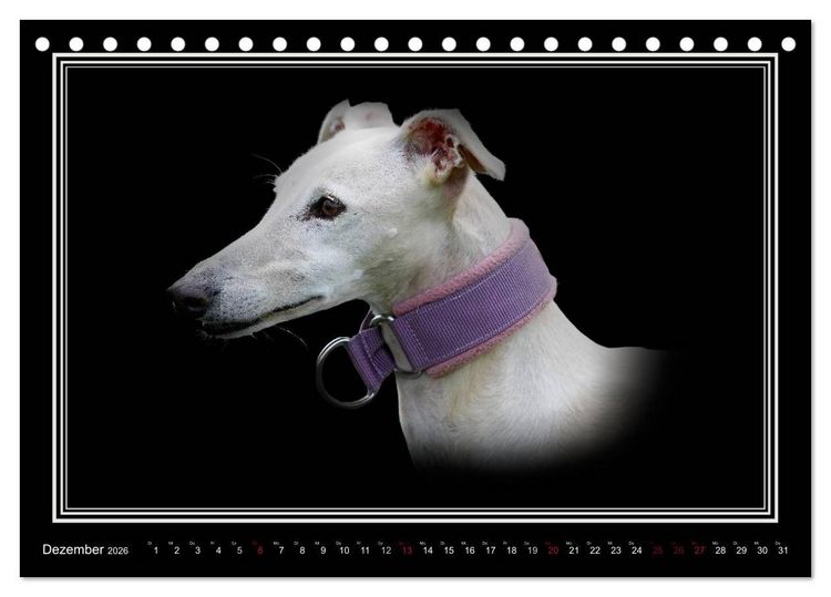 Produktbild: Galgo Espa&ntilde;ol 2026- Der spanische Windhund (Tischkalender 2026 DIN A5 quer), CALVENDO Monatskalender